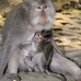 monkey_macaque_balinese_mf_ubud_v_0269_bal0270.jpg